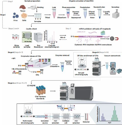 科学家开发RNA端帽系统级定量分析技术,对RNA端帽组实现准确且灵敏的量化